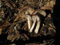 Inocybe calamistrata image