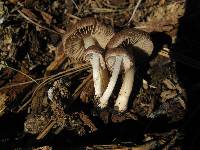 Inocybe calamistrata image