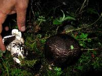 Agaricus augustus image