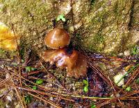 Psilocybe muliercula image