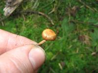 Psilocybe muliercula image