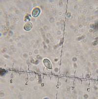 Echinoderma asperum image