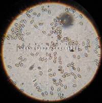 Psilocybe zapotecorum image