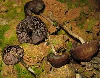 Psilocybe zapotecorum image