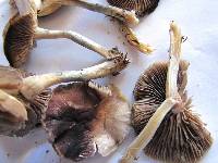 Psilocybe ovoideocystidiata image