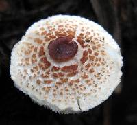 Lepiota cristata image