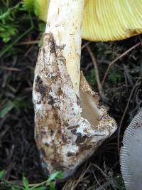 Amanita laurae image