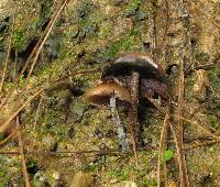 Psilocybe zapotecorum image