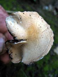 Psathyrella candolleana image