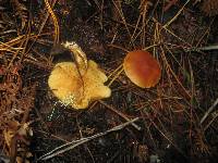 Gymnopilus sapineus image