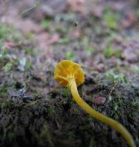 Cantharellus minor image