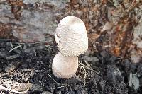 Leucoagaricus americanus image