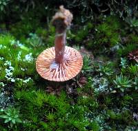 Lactarius fragilis image