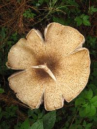 Agaricus augustus image