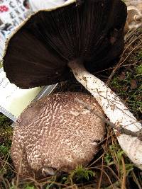 Agaricus augustus image