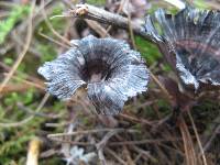 Thelephora caryophyllea image