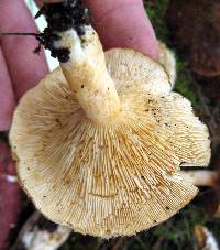 Lactarius torminosus image