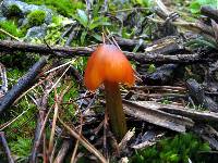 Hygrocybe conica image