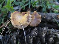 Psilocybe aztecorum image