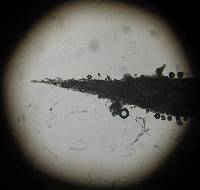 Psilocybe zapotecorum image
