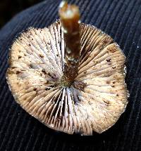 Psilocybe zapotecorum image