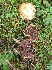 Psilocybe muliercula image