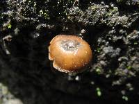 Psilocybe muliercula image