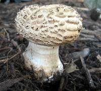 Chlorophyllum brunneum image