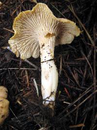 Cantharellus subalbidus image