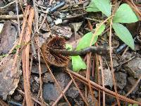 Inocybe calamistrata image