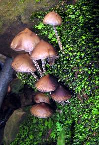 Psilocybe zapotecorum image