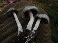 Psilocybe caerulescens image