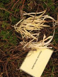 Clavaria fragilis image