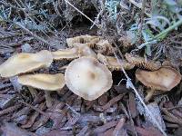 Psilocybe ovoideocystidiata image