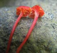 Hygrocybe cantharellus image