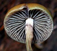 Psilocybe aztecorum image