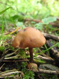 Psilocybe muliercula image