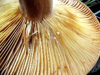 Lactarius volemus image