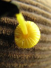 Pluteus chrysophlebius image