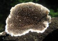 Trametes villosa image