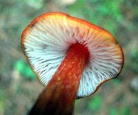 Hygrocybe conica image