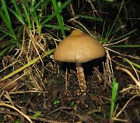 Psilocybe zapotecorum image