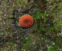 Lactarius fragilis image