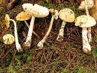 Amanita xylinivolva image