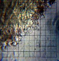 Psilocybe ovoideocystidiata image