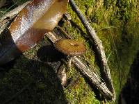 Polyporus arcularius image