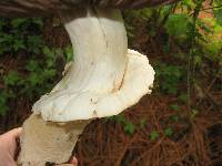 Agaricus augustus image