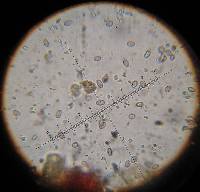 Psilocybe muliercula image