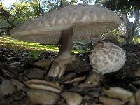 Chlorophyllum brunneum image