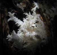 Hericium coralloides image